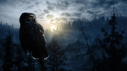 Owl in the night landscape - 358007613
