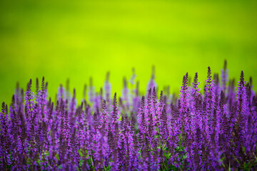 Copy space with purple flowers on a green grass background