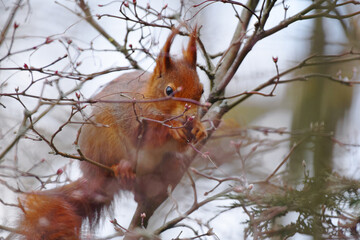 Eichh&ouml;rnchen beim Fressen