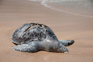 Dead turtle on shore
