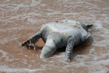 Dead turtle on shore