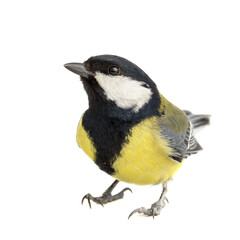 Great Tit isolated on white background - 358007696