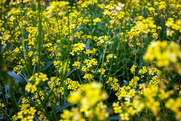 Yellow buttercups blooming in the meadow on a summer day. Wildlife on a meadow in summer. Ranunculus acris flowers on the meadow.