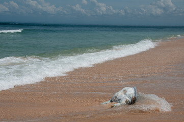 Dead turtle on shore