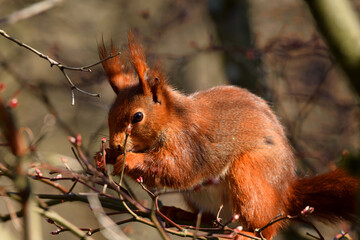 Eichh&ouml;rnchen beim Fressen
