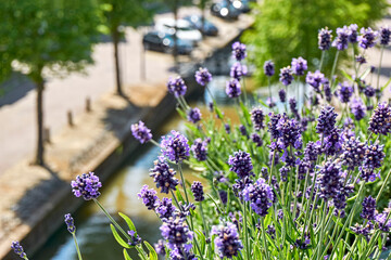 Blooming lavender or lavandula on a balcony in a typical dutch city with a canal and parked cars....