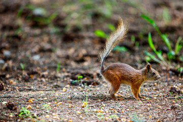A squirrel walks on the ground
