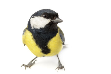 Great Tit isolated on white background