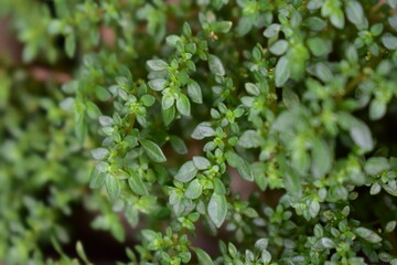 green ivy on a wall