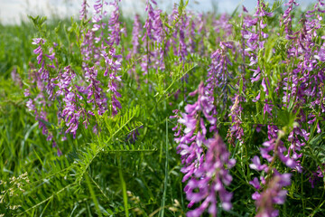 Naklejka premium Meadow flowers in the summer on a sunny day. Carpet of meadow flowers, side view.
