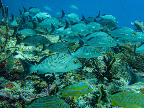 A school of Sailor's Choice (Haemulon parra) over a reef