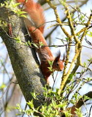 Eichhörnhcne im Wald