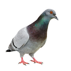 Curious Feral Pigeon isolated on white.