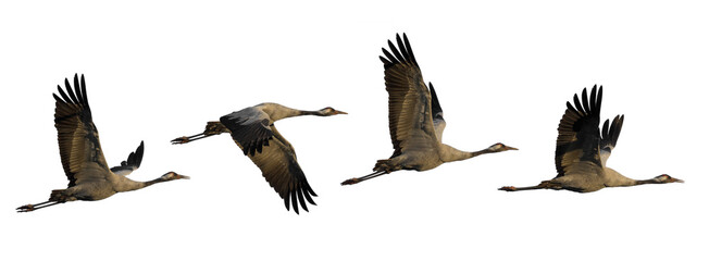 Cranes in flight isolated on white