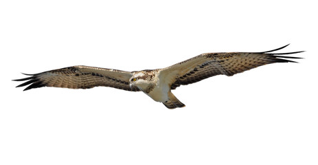 Osprey in flight isolated on white.