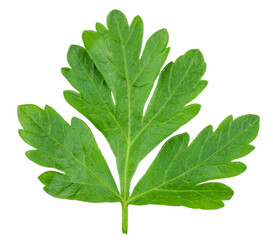 Obraz premium Green leaf of parsley isolated on white, top view