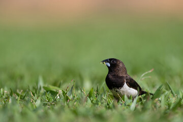 Fototapeta premium White Rumped Munia