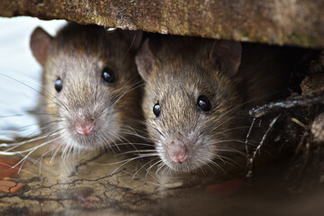 Two cute and curious Brown Rats looking of the cover. - 358009083