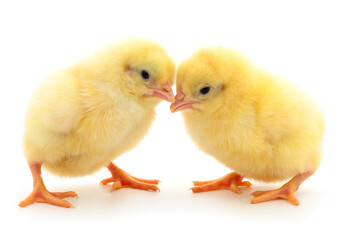 Little chicken isolated.