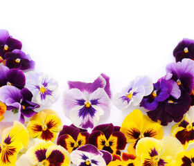 Flowers of garden pansies (viola).Isolated.