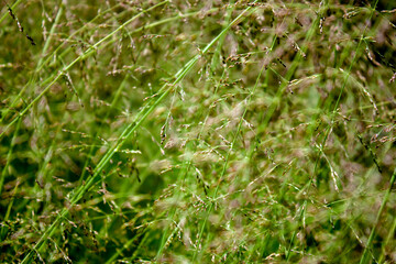 Spring background with wild grass on the nature. Juicy colorful grass on the lawn close-up. In the meadow, plants grow densely and quickly, using the contrast of light and color. On a clear sunny day 