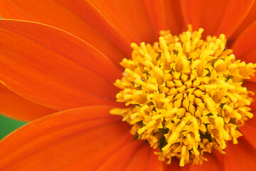 Close details Orange pollen