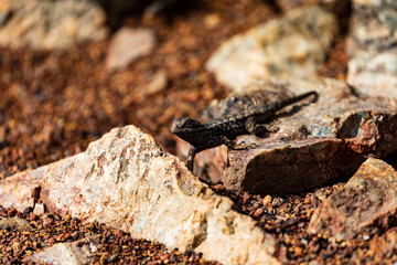 Western Fence Lizard 6