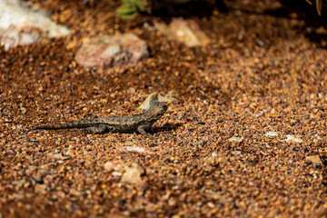 Western Fence Lizard 5