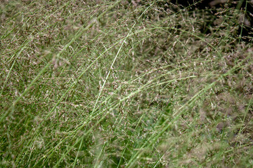 Spring background with wild grass on the nature. Juicy colorful grass on the lawn close-up. In the meadow, plants grow densely and quickly, using the contrast of light and color. On a clear sunny day 