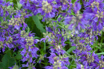 Meadow flowers in summer on a sunny day. Carpet of meadow flowers, top view.