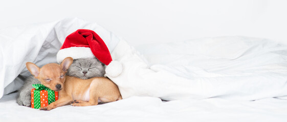 Toy terrier puppy hugs gift box and sleeps on a bed at home with british kitten who wearing red santa's hat. Panoramic view. Empty space for text