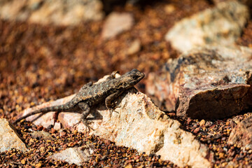 Western Fence Lizard 7