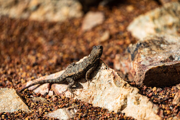 Western Fence Lizard 8