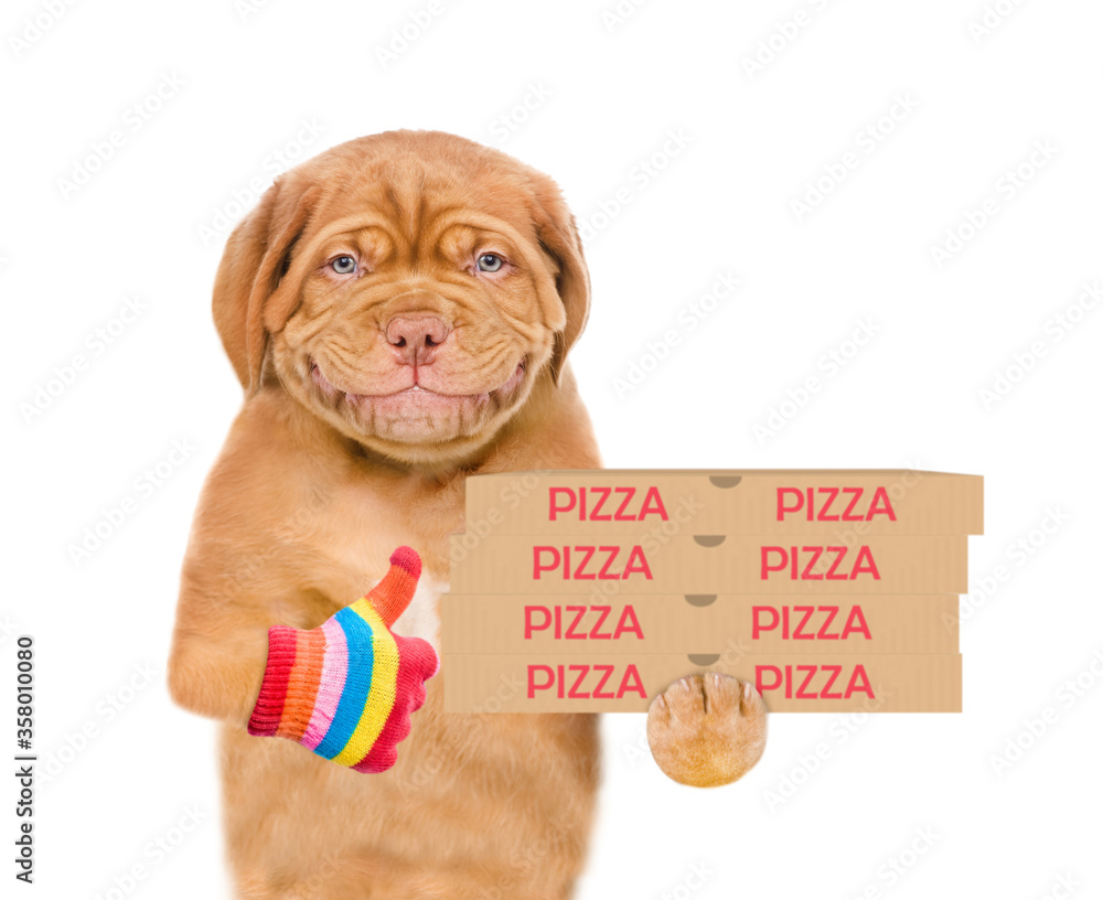 Poster smiling pizza delivery dog holds pizza boxes and shows thumbs up gesture. isolated on white backgrou