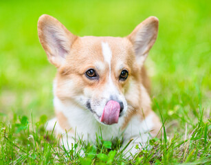 Licking Pembroke welsh corgi puppy lies on green summer grass