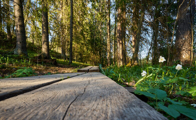 footpath in the forest
