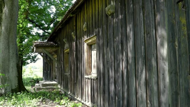 Old abandoned wooden barn in the shade of trees in sunny summer day. The only one building left after the 1983 fire that destroyed Silo Pavezupio wooden manor's palace Lithuania. 