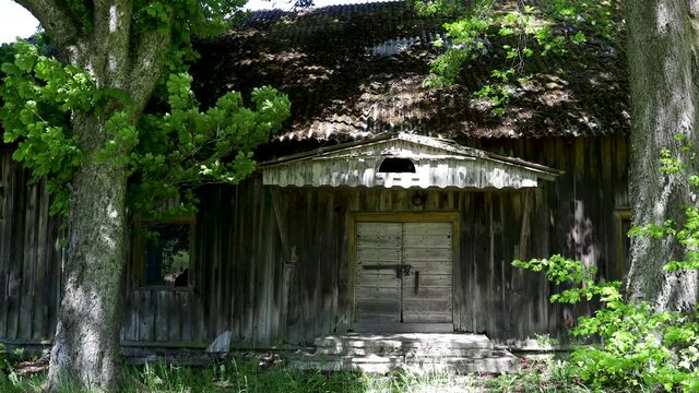 Old abandoned wooden barn in the shade of trees in sunny summer day. The only one building left after the 1983 fire that destroyed Silo Pavezupio wooden manor's palace Lithuania. 