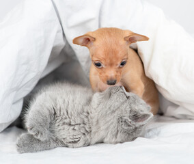 Toy terrier puppy kisses kitten under a warm blanket on a bed at home