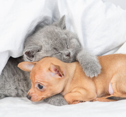 Sleepy baby kitten hugs toy terrier puppy under white blanket on a bed at home