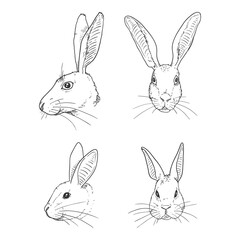 Vector Set of Sketch Rabbits and Hares
