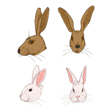Vector Set of Cartoon Rabbits and Hares