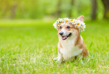 Pembroke welsh corgi puppy wearing wreath of daisies sits on green summer grass. Empty space for...