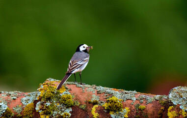 Bachstelze mit Heuschrecke im Schnabel