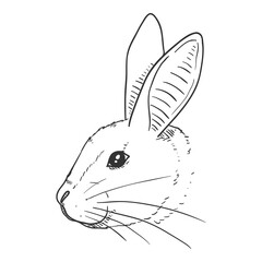 Vector Sketch Rabbit Head © nikiteev