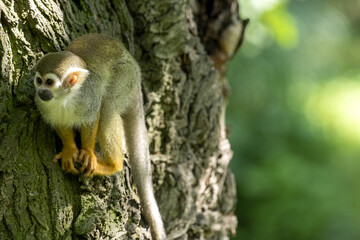 Naklejka na ściany i meble The Common Squirrel Monkey, Saimiri sciureus, is very active, looking for food on a tree
