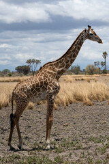Masai giraffe in Selous game reserve in Tanzania