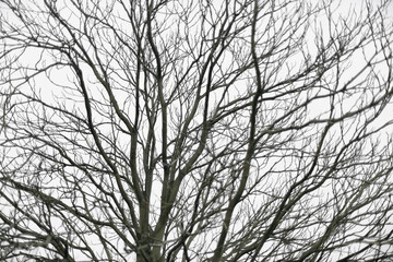 Close up of silhouette leafless tree branches against cloud sky