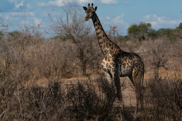Naklejka na ściany i meble Masai giraffe in Selous game reserve in Tanzania