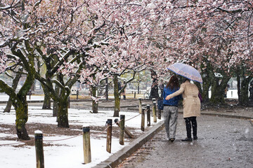 Two young women spread an umbrella to prevent the snow from falling heavily, along with the cherry blossoms around the area.